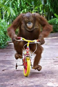 An-orangutan-monkey-riding-a-bike